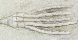 Hypselocrinus Crinoid With Long Stem - Indiana #55160-1